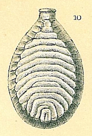 Fissurina schulzeana Fissurina schulzeana