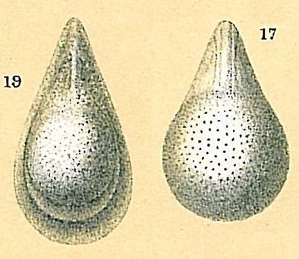 Fissurina semimarginata Fissurina semimarginata
