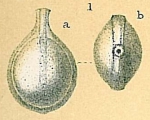 Fissurina seguenziana