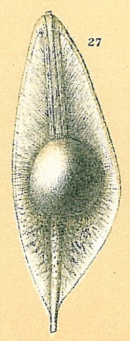 Fissurina siliqua Fissurina siliqua