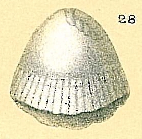 Fissurina favobasella Patterson & Burbidge, 1995 Fissurina favobasella Patterson & Burbidge, 1995