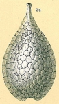 Fissurina squamosomarginata