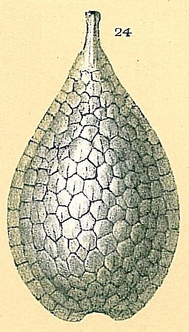 Fissurina squamosomarginata Fissurina squamosomarginata