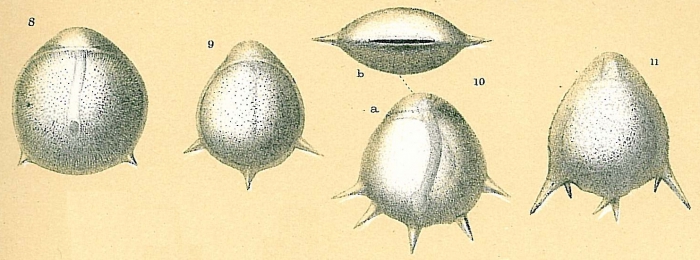 Fissurina staphyllearia Fissurina staphyllearia