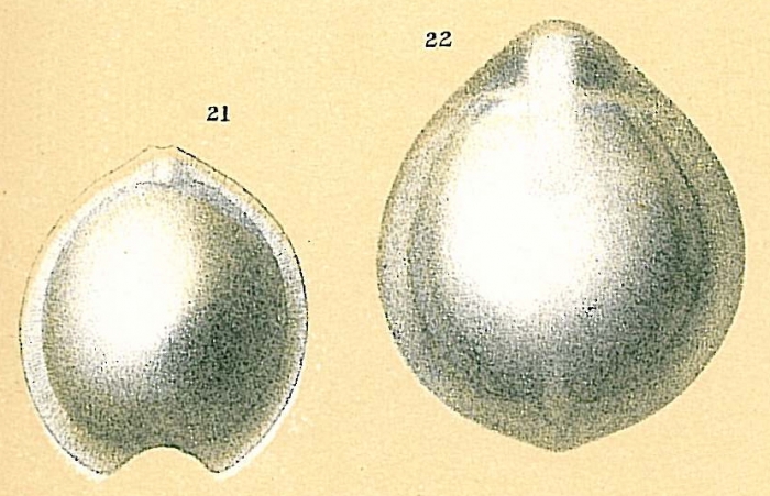 Fissurina submarginata Fissurina submarginata