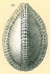 Galwayella trigonoornata