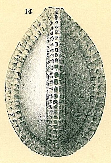 Galwayella trigonoornata Galwayella trigonoornata