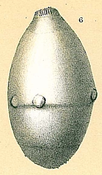 Glandulina ovula Glandulina ovula