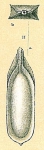 Laculatina quadrangularis