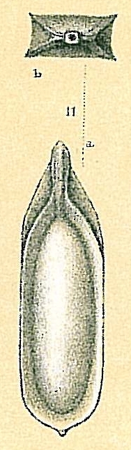 Laculatina quadrangularis