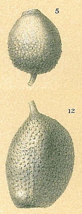 Oolina ampulladistoma Oolina ampulladistoma