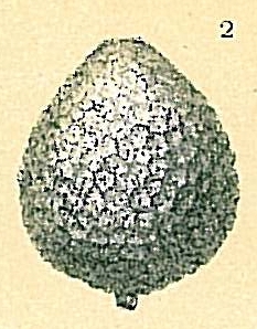 Oolina ampulladistoma Oolina ampulladistoma