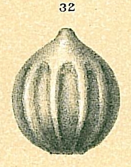 Not Oolina apiopleura (see note below) Not Oolina apiopleura (see note below)