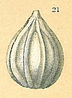Oolina apiopleura Oolina apiopleura