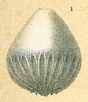 Oolina exsculpta