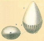 Oolina exsculpta
