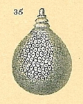 Oolina favosopunctata