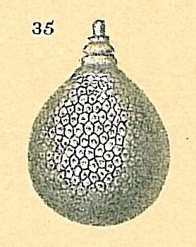 Oolina favosopunctata Oolina favosopunctata