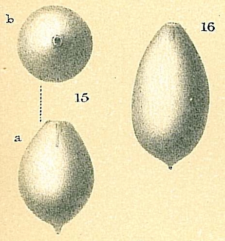 Oolina globosa var. Oolina globosa var.