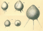 Oolina globosa var. setosa
