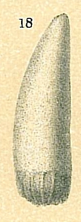 Oolina sp. Oolina sp.