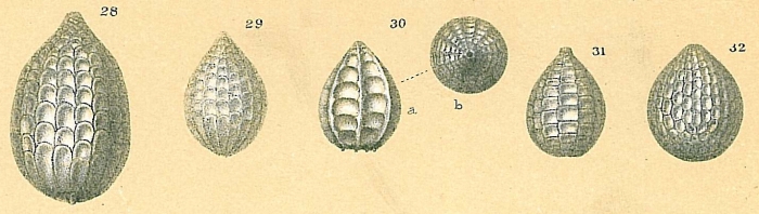 Oolina squamosa Oolina squamosa