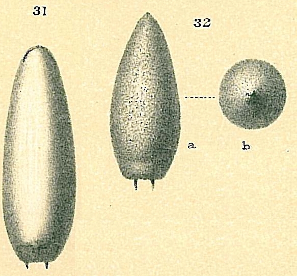 Oolina truncata Oolina truncata