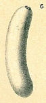 Parafissurina botelliformis