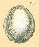 Pseudofissurina sp.nov.