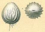 Pseudoolina multicosta