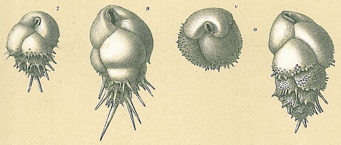 Bulimina acaenapeza Loeblich &amp; Tappan, 1994 [Bulimina aculeata sensu Jones, R.W. (1994)]