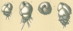 Bulimina acaenapeza Loeblich & Tappan, 1994 [Bulimina aculeata sensu Jones, R.W. (1994)]