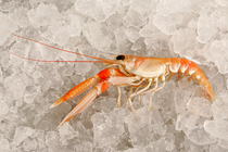 Nephrops norvegicus (Linnaeus, 1758)