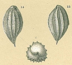 Chromista - Foraminifera (foraminifers)