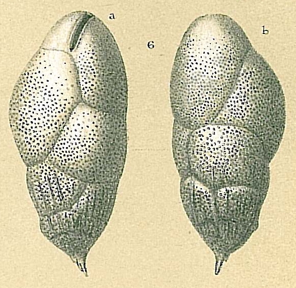 Bulimina subornata Bulimina subornata