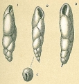 Fursenkoina complanata (fig. 2) Cassidelina davisi (Chapman & Parr, 1937) (figs. 1, 3), author: Tomas Cedhagen