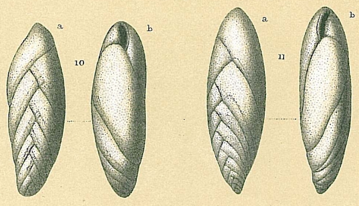 Fursenkoina rotundata Fursenkoina rotundata
