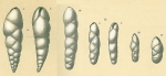 Fursenkoina texturata
