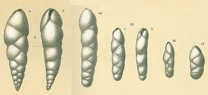 Fursenkoina texturata Fursenkoina texturata