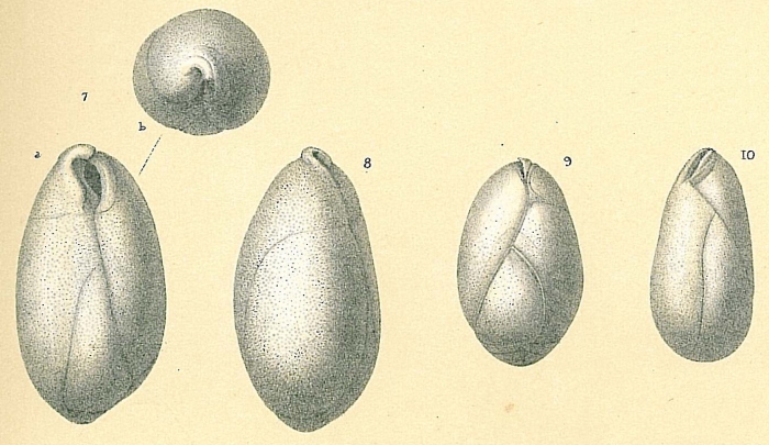 Globobulimina pacifica Globobulimina pacifica