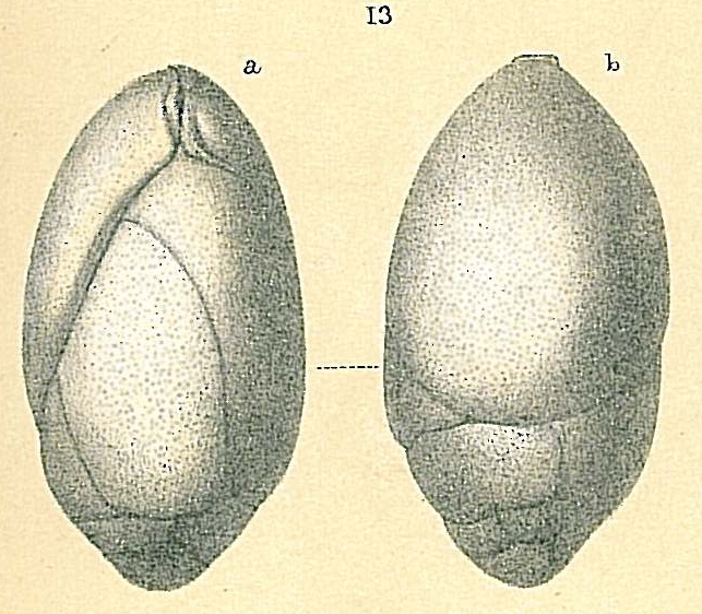 Bulimina notovata Chapman, 1941 [Praeglobobulimina ovata sensu Jones (1994)]
