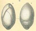 Bulimina notovata Chapman, 1941 [Praeglobobulimina ovata sensu Jones (1994)]