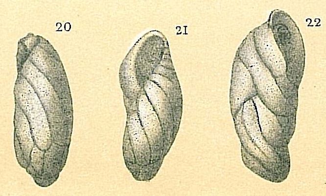 Buliminella elegantissima Buliminella elegantissima