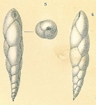 Eubuliminella exilis