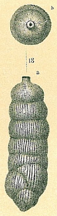 Rectuvigerina nicoli Rectuvigerina nicoli