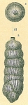 Rectuvigerina striata (Schwager, 1866) [Rectuvigerina nicoli sensu Jones, R.W. 1994]