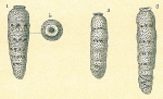 Siphogenerina dimorpha