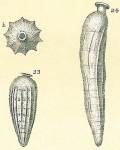 Siphogenerina indica