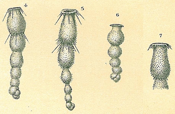 Siphogenerina sp.nov. Siphogenerina sp.nov.