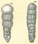 Siphogenerina striata var. curta (see note below)